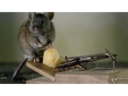 Dedetização de Ratos na Vila Iara
