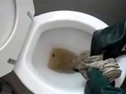 Desentupimento de sanitário no Peri