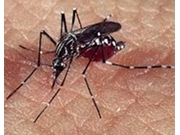 Dedetização de Mosquitos no Caxingui