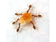 Dedetização de Formigas em Veleiros